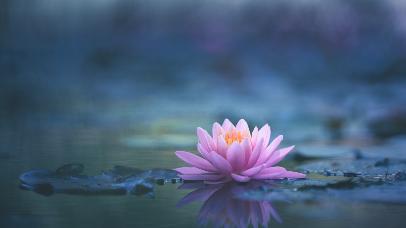 Purple Lotus on the water